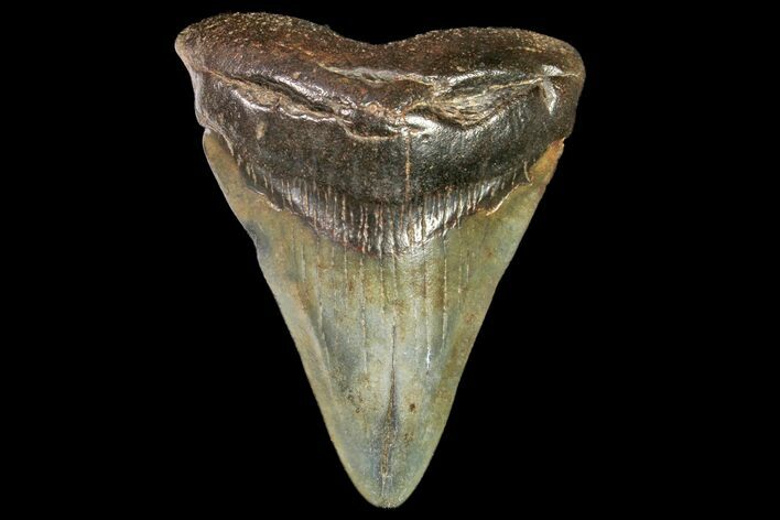 Juvenile Megalodon Tooth - Georgia #115617